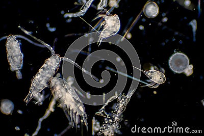 Plankton are organisms drifting in oceans and seas Stock Photo