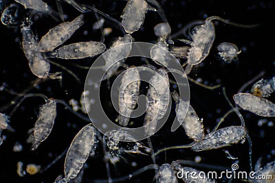 Plankton are organisms drifting in oceans and seas Stock Photo