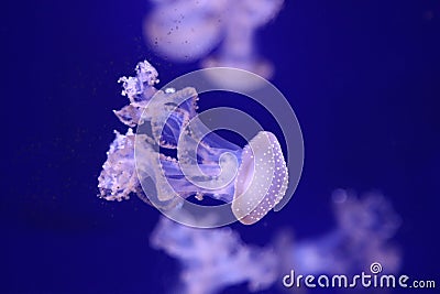 planktonic animal various jellyfish aquarium of Genoa- Editorial Stock Photo