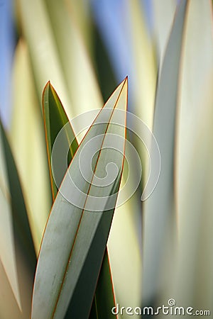Plant Abstract Patterns Stock Photo
