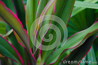 Plant abstract soft focus Stock Photo