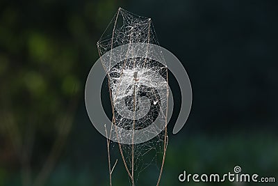 A plant affected by whiteness, parasites and cobwebs Stock Photo