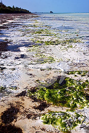 Plant africa coastline froth Stock Photo