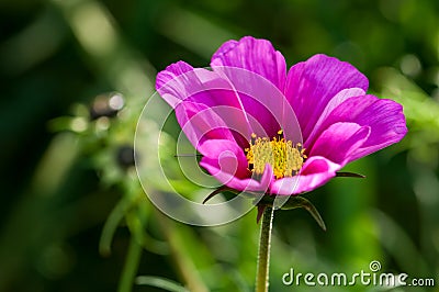 Plant, Asteraceae, cosmos bipinnatus, Pink Flower, close up Stock Photo