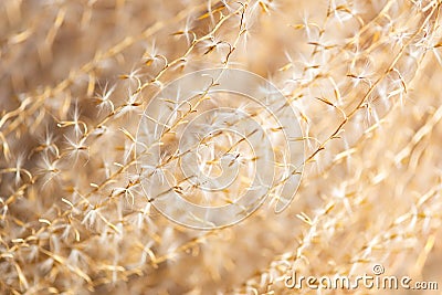 Dry herb background abstract soft flower fall botany horizontal macro detail bloom plant Stock Photo