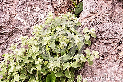 Plant Ballota acetabulosa grows in the mountains Stock Photo