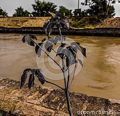 Plant on the bank of a river Stock Photo