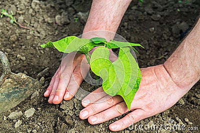 Plant bean seedlings in the garden. Close-up of a gardener`s hand while growing legumes Stock Photo