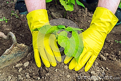 Plant bean seedlings in the garden. Close-up of a gardener is hands gloved while growing legumes Stock Photo