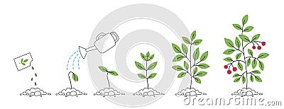 Plant with berries growth stages. Watering can. Seedling development stage. Vector editable illustration. Cartoon Illustration