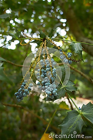 Plant of blue berberidaceae mahonia japonica napaulensis Stock Photo