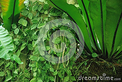 Plant in borneo forest malaysia Stock Photo