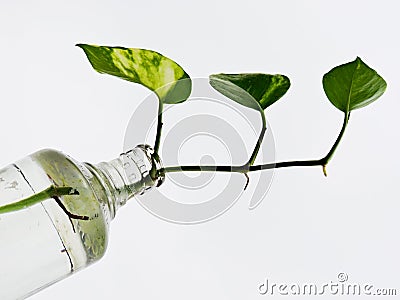 Plant in Bottle Stock Photo