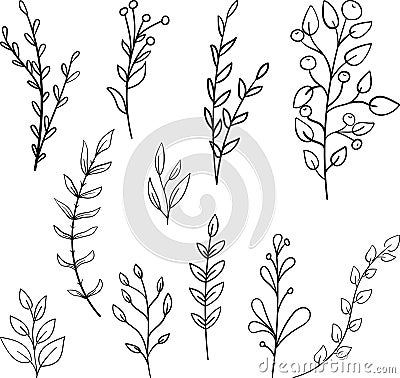 Plant brunches doodle illustration including different tree leaves. Hand drawn cute line art of forest flora - eucalyptus, fern, Vector Illustration