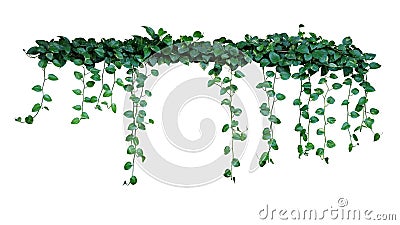 Plant bush with hanging vines of green variegated heart-shaped leaves Devilâ€™s ivy or golden pothos Epipremnum aureum the Stock Photo