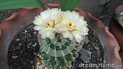 Beauty plant Cactus with flowers of brigth colors Stock Photo