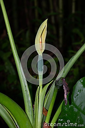 The tender leaves of wild taro are very attractive Stock Photo