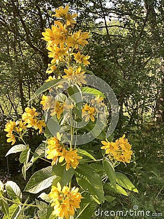 the plant called the candle Stock Photo