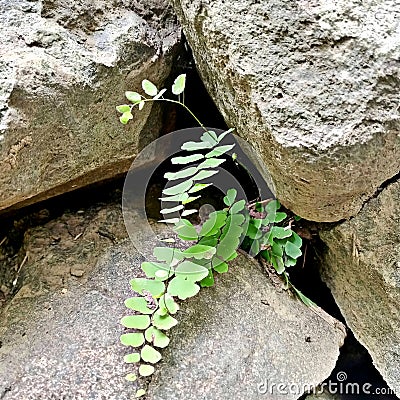 Adiantum capillus-veneris Amidst the Rocks Stock Photo