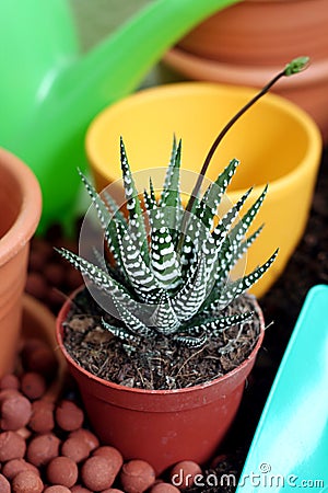 Plant care Haworthia Stock Photo