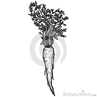 Plant, carrots with herbs. Sketch scratch board imitation. Black and white. Vector Illustration