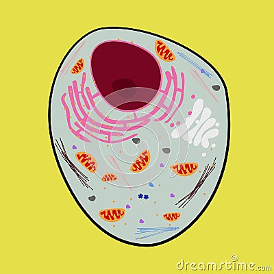 Various organels in animal cells Stock Photo