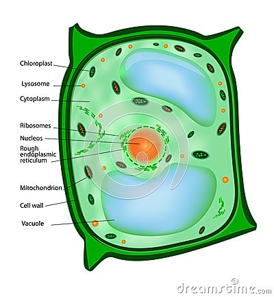 Plant cell Vector Illustration
