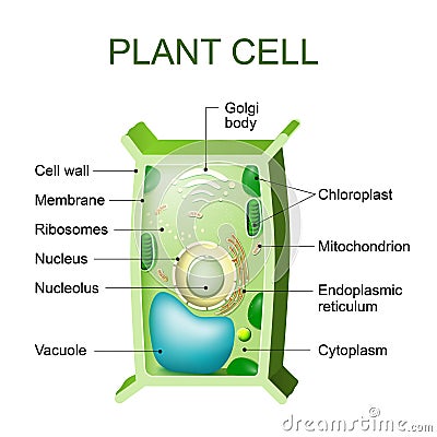 Plant cell anatomy Vector Illustration