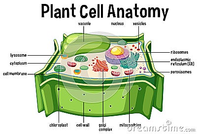 Plant Cell Anatomy diagram Vector Illustration