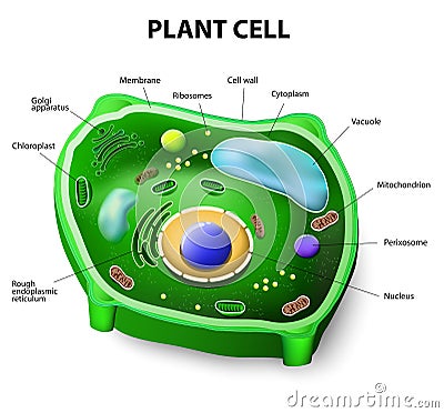 Plant cell anatomy Vector Illustration