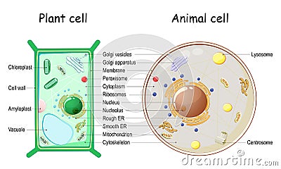 Plant Cell and Animal cell structure Vector Illustration