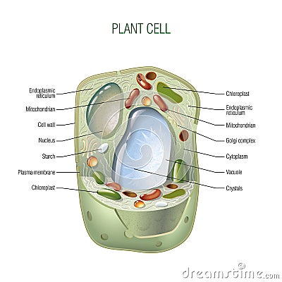 Plant cell Vector Illustration