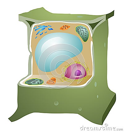 Plant Cell Vector Illustration