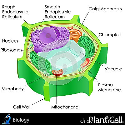 Plant Cell Cartoon Illustration