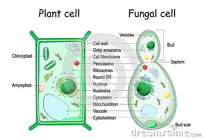 Plant cell and fungal yeast cell structure Vector Illustration