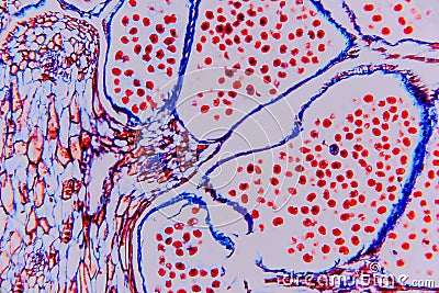 Plant cell- high magnification with light microscope. Science ba Stock Photo