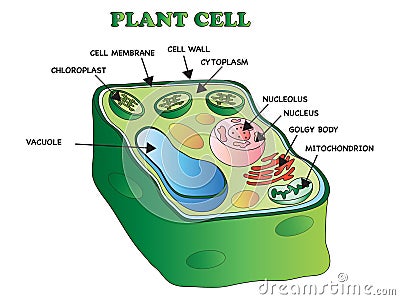 Plant cell Stock Photo