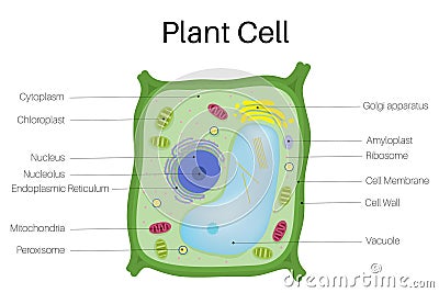 Plant cell Vector Illustration