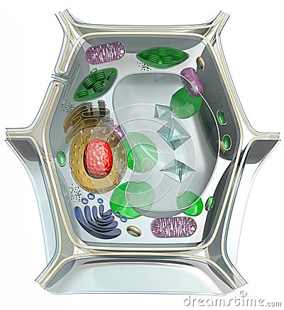 Plant cell Stock Photo