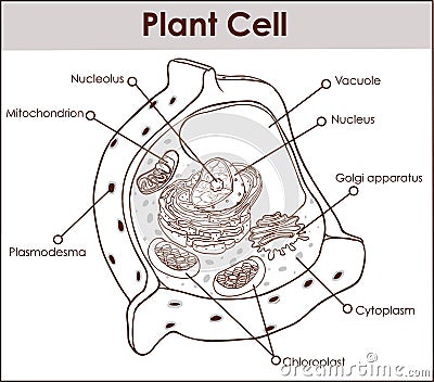 Plant cell isolated on white photo-realistic vector illustration Vector Illustration