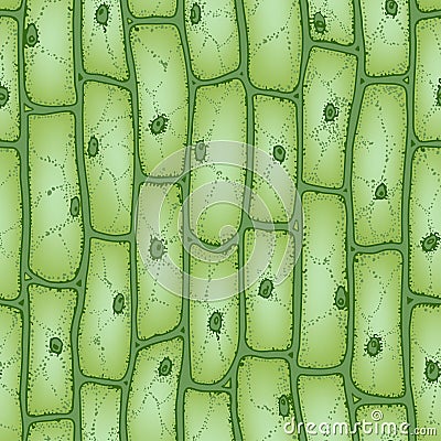 Plant cell pattern2 Vector Illustration