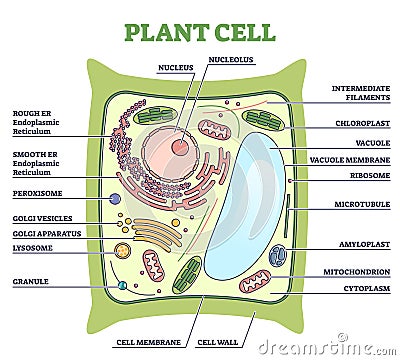 Plant cell structure with inner parts labeled description outline diagram Vector Illustration