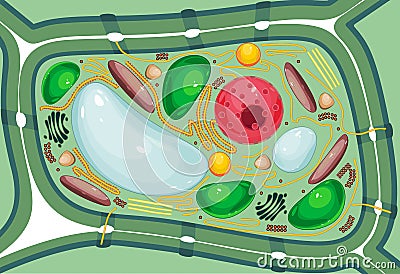 Plant cell structure with organelles Stock Photo