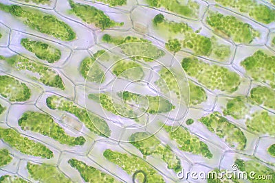 Plant cell under the microscope view for education Stock Photo