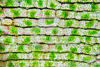 Plant cell under the microscope view Stock Photo