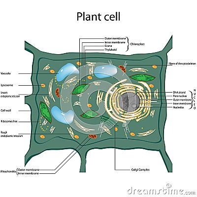 Plant cell Cartoon Illustration