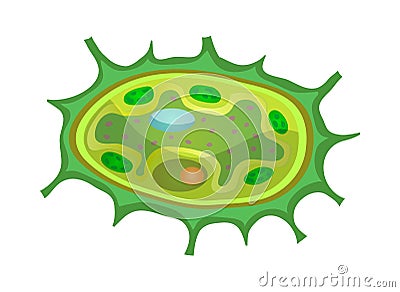 Plant Cells Biological Composition Vector Illustration