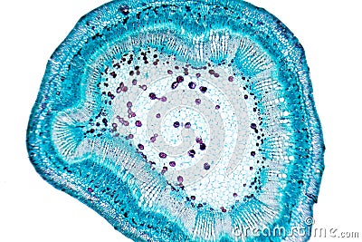 Plant cells Stock Photo