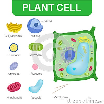 Plant cells are eukaryotic cells. Vector Illustration