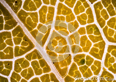 plant cells under microscope. Stock Photo